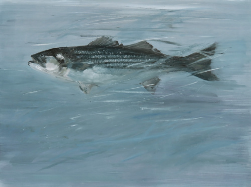 Striped Bass - Anne Strutz